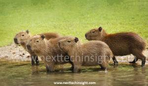 Cadibara: The World’s Largest Rodent With a Surprisingly Soft Soul