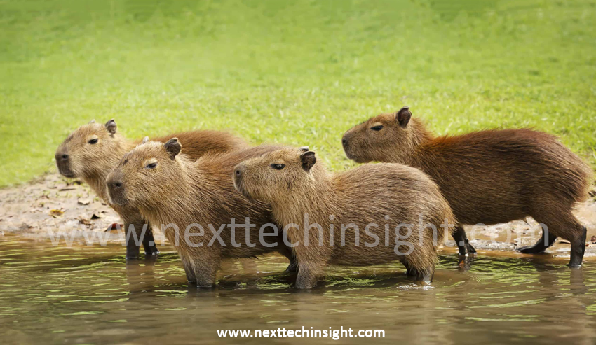 Cadibara: The World’s Largest Rodent With a Surprisingly Soft Soul